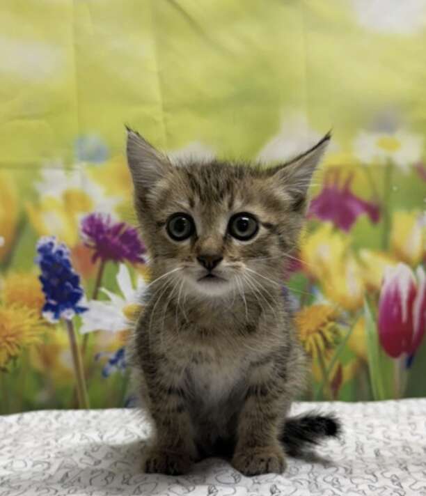 Crocodile, the rescued kitten, looking out