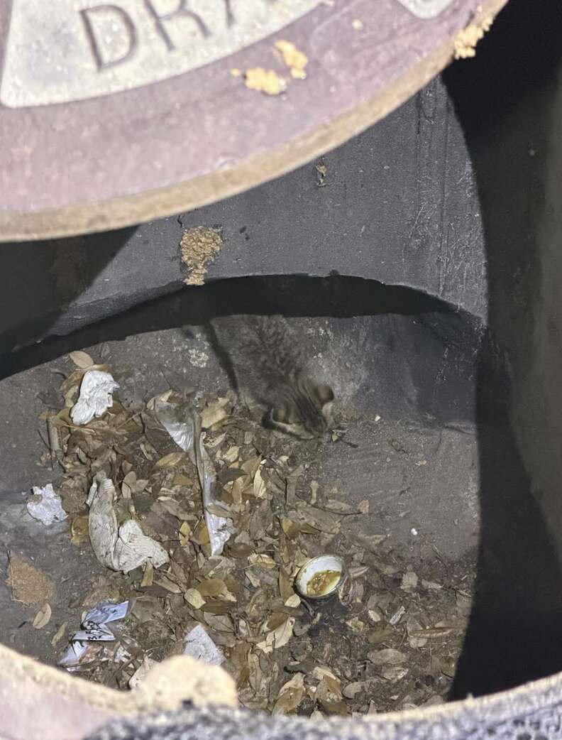 Kitten found in storm drain