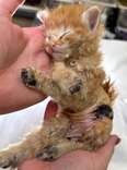 Security guard with rescued kitten