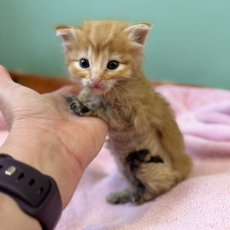 元気になった子猫