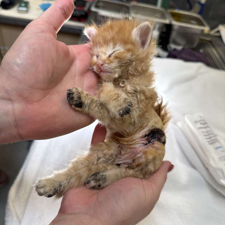 火傷を負った小さな子猫