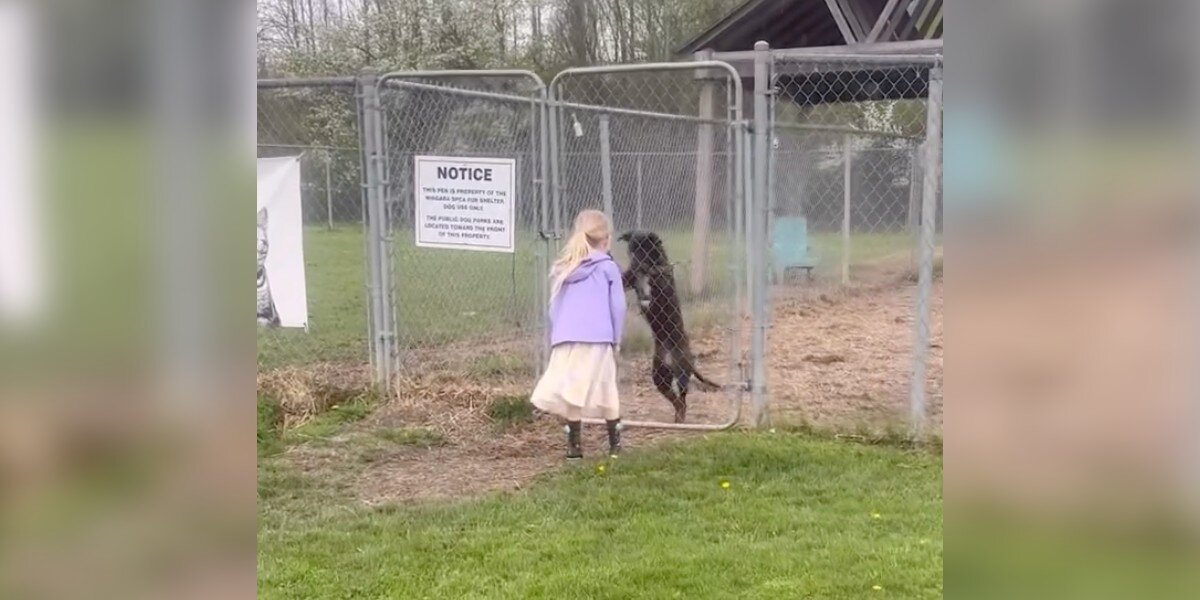 The dog who waited for Sage
