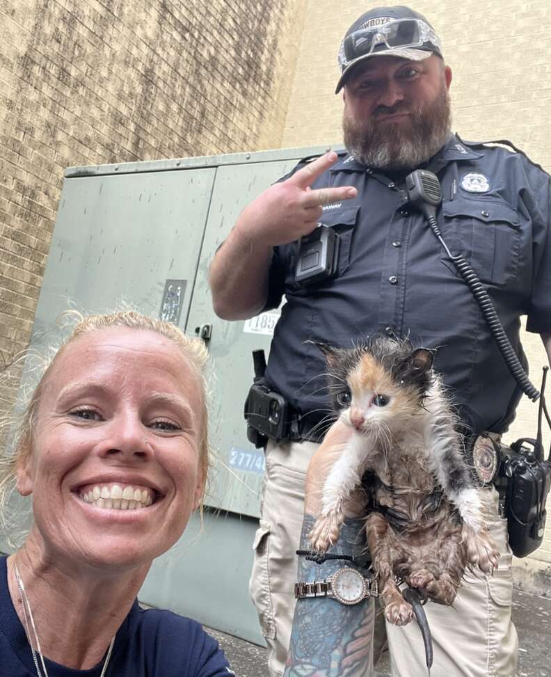 Safely rescued calico kitten