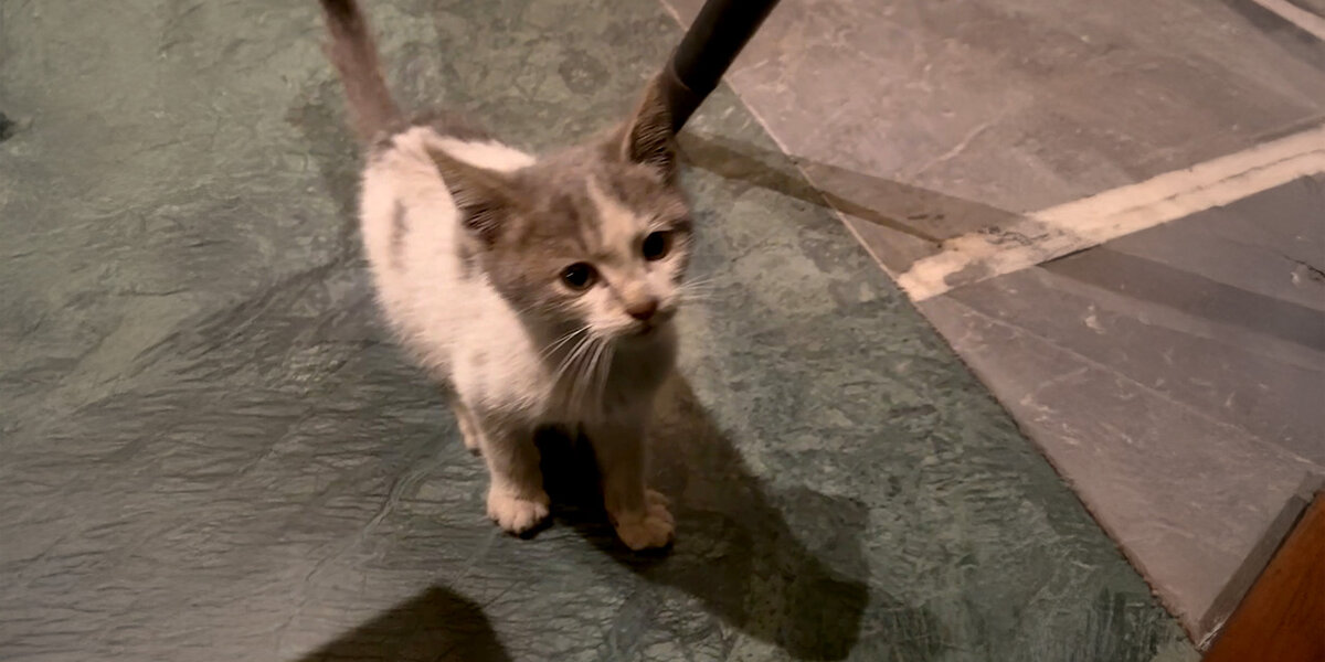 Stray Kitten Goes Home With Guy And He Meets The Love Of His Life ...
