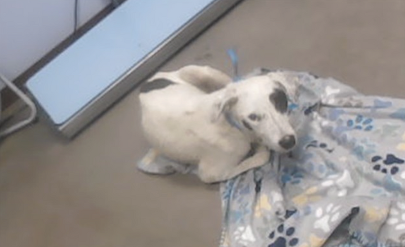 迷い犬のママ