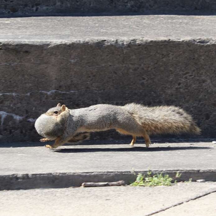 お母さんリスの写真