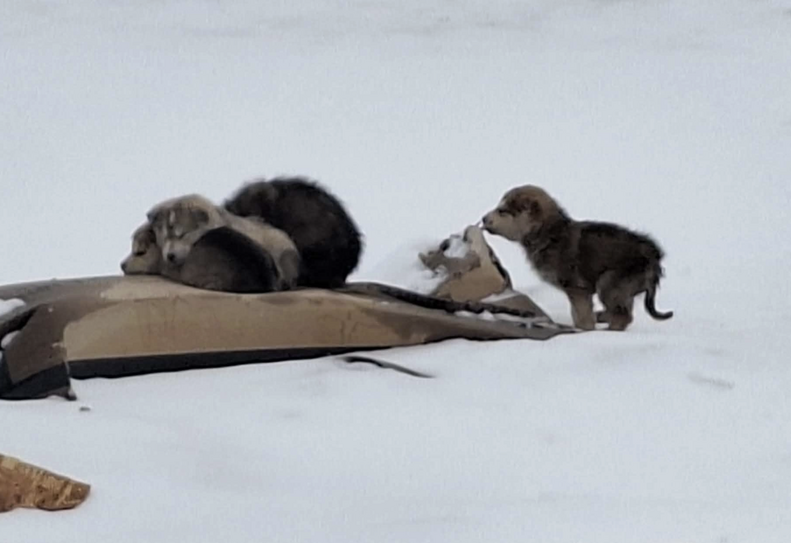 They Used Cardboard For Warmth In Snow-Covered Dump — Then A Hero Arrived