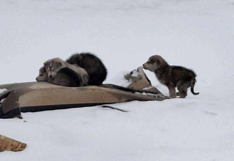 They Used Cardboard For Warmth In Snow-Covered Dump — Then A Hero Arrived