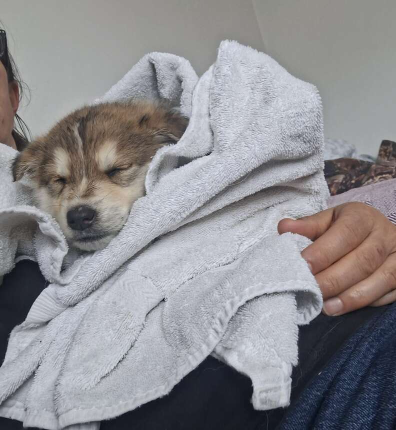 Chiot blotti dans une serviette