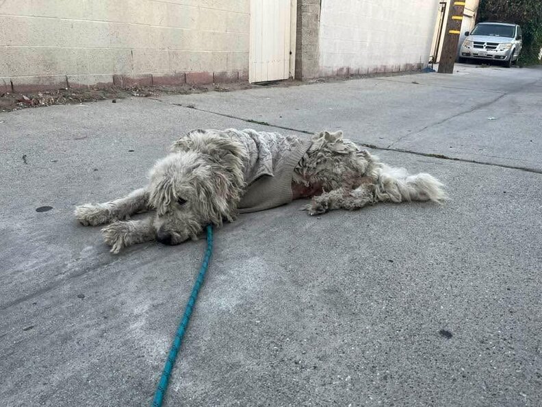 犬を捕まえようとする様子