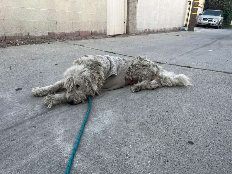 犬を捕まえようとする様子