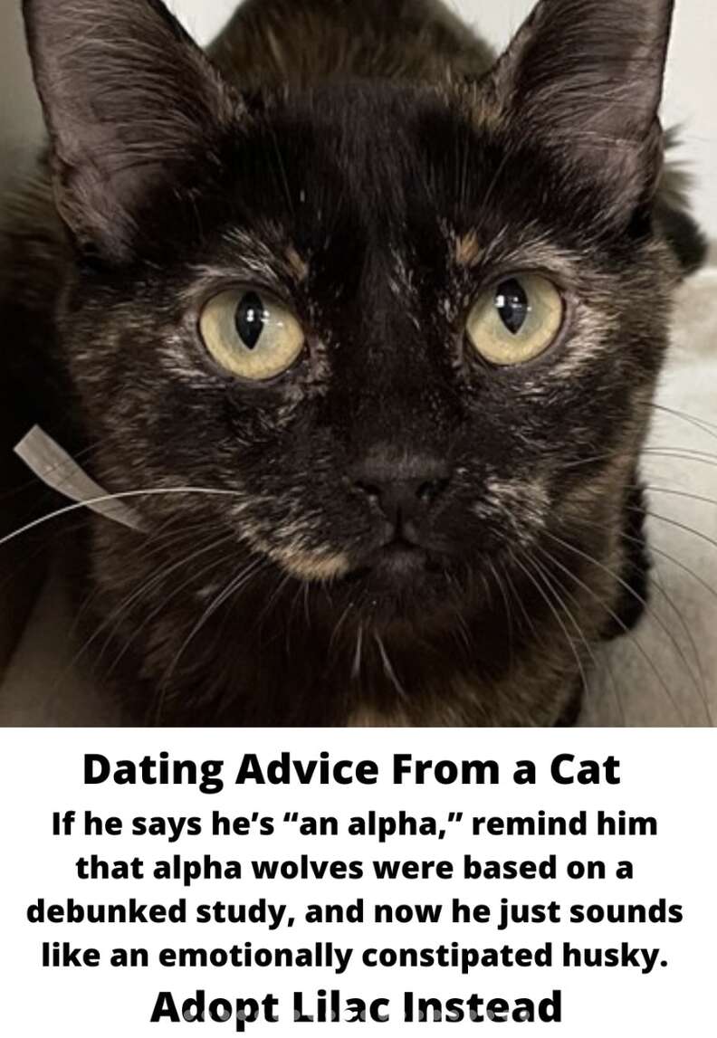 Witty playful cat ready for a new adventure