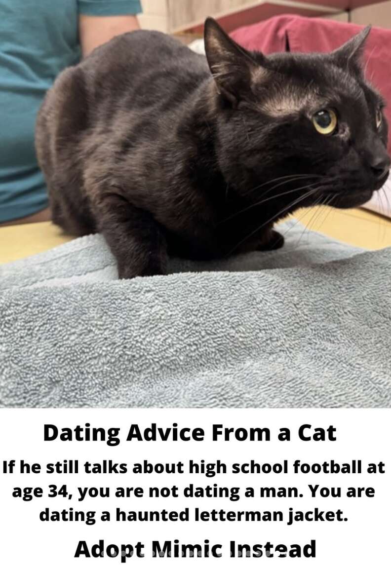 Content cat hoping for a new home