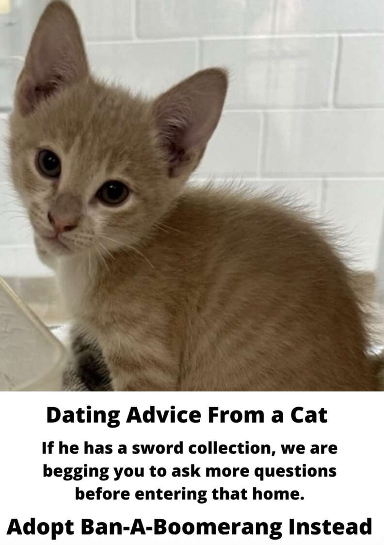 Cats sharing insightful dating tips