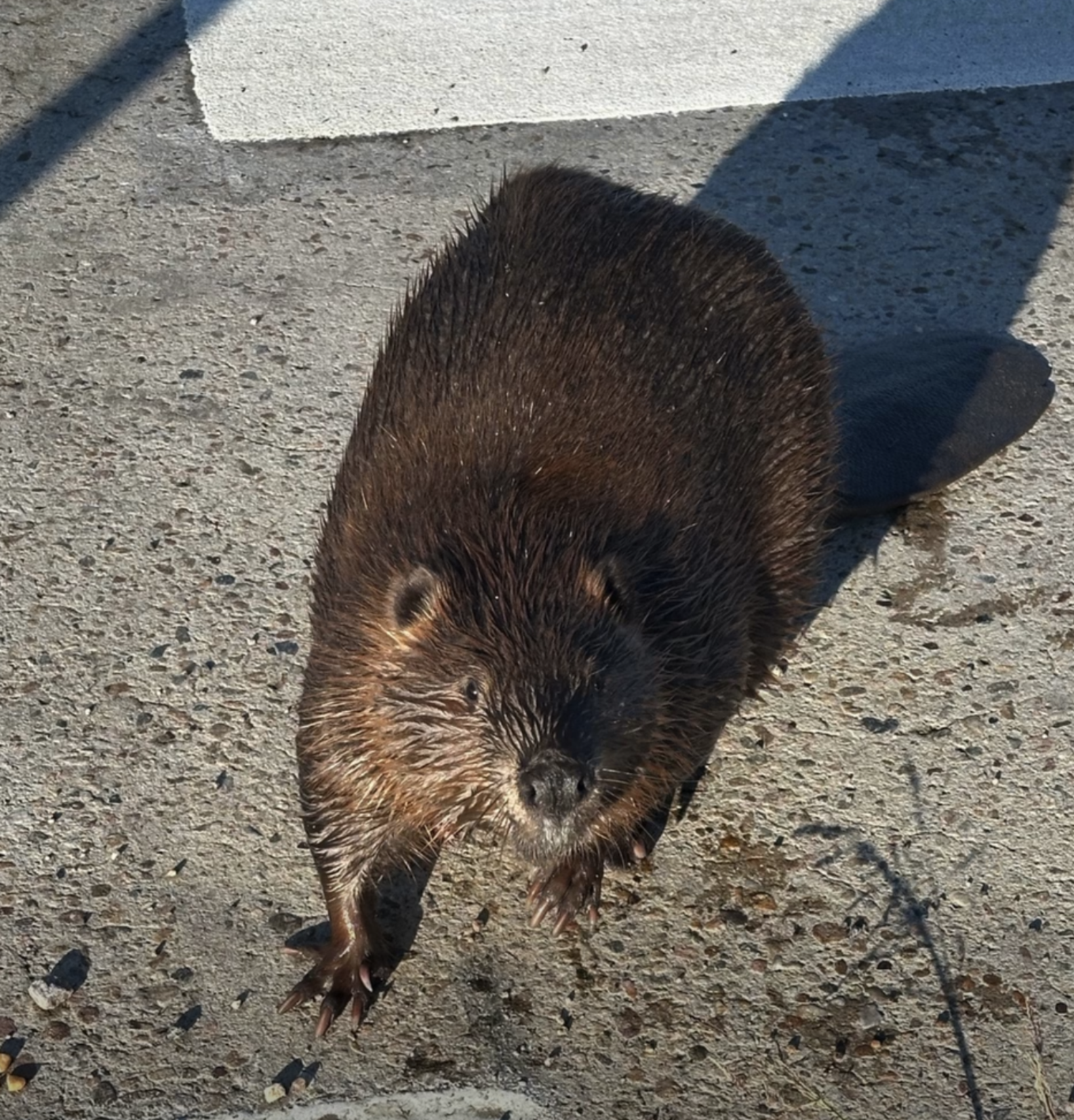 Police Plead With Stubborn Beaver Refusing To Leave The Road - The Dodo