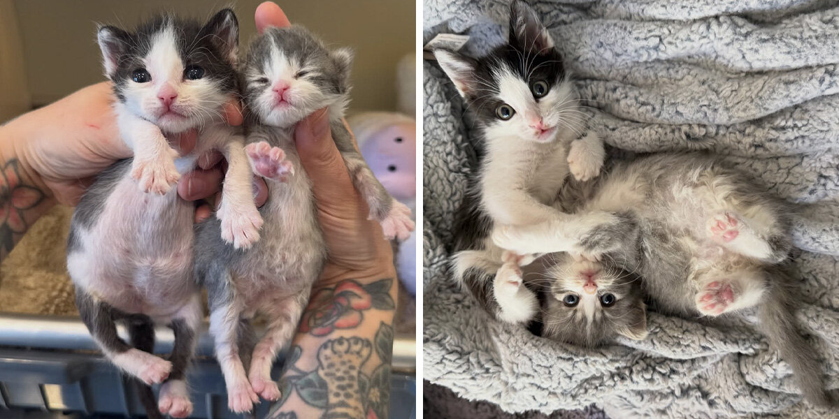 Two Tiny Preemie Kittens Find Each Other Right When They Need It Most - The Dodo