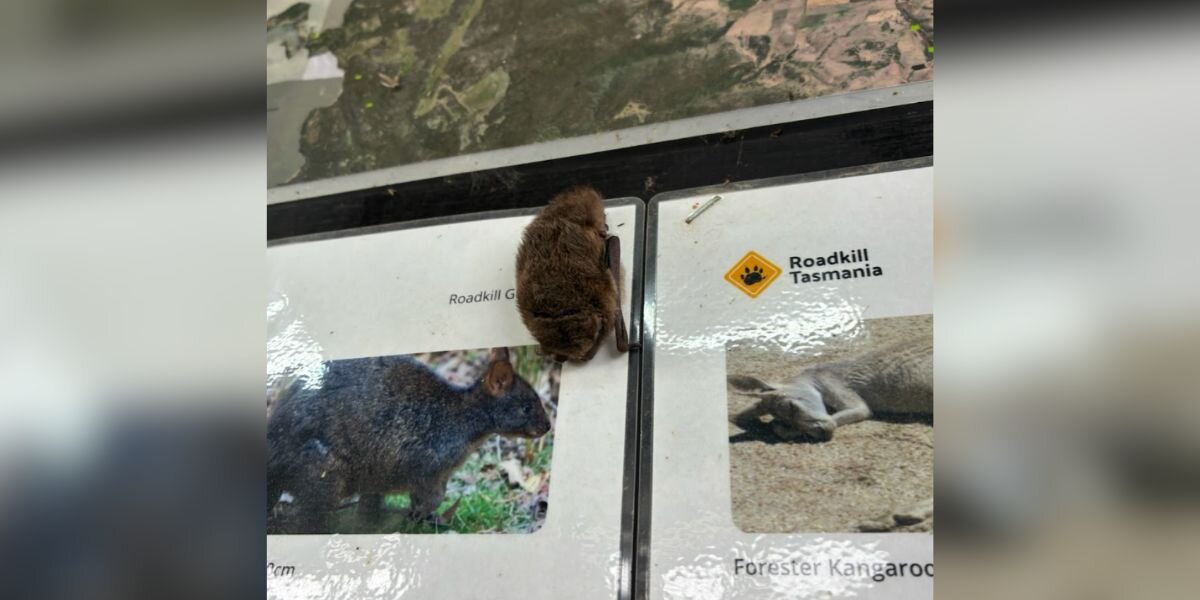 Man Sees Strange Fuzzy Lump Hanging From Poster — Then He Looks Closer