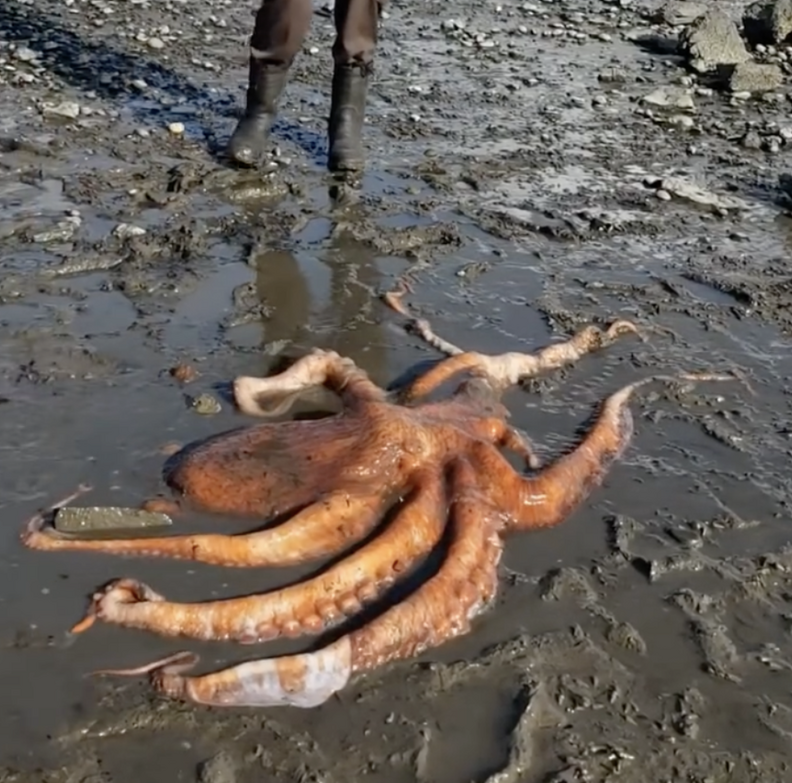 Family Call For Help When They Find World’s Largest Octopus Species Stranded In Mud