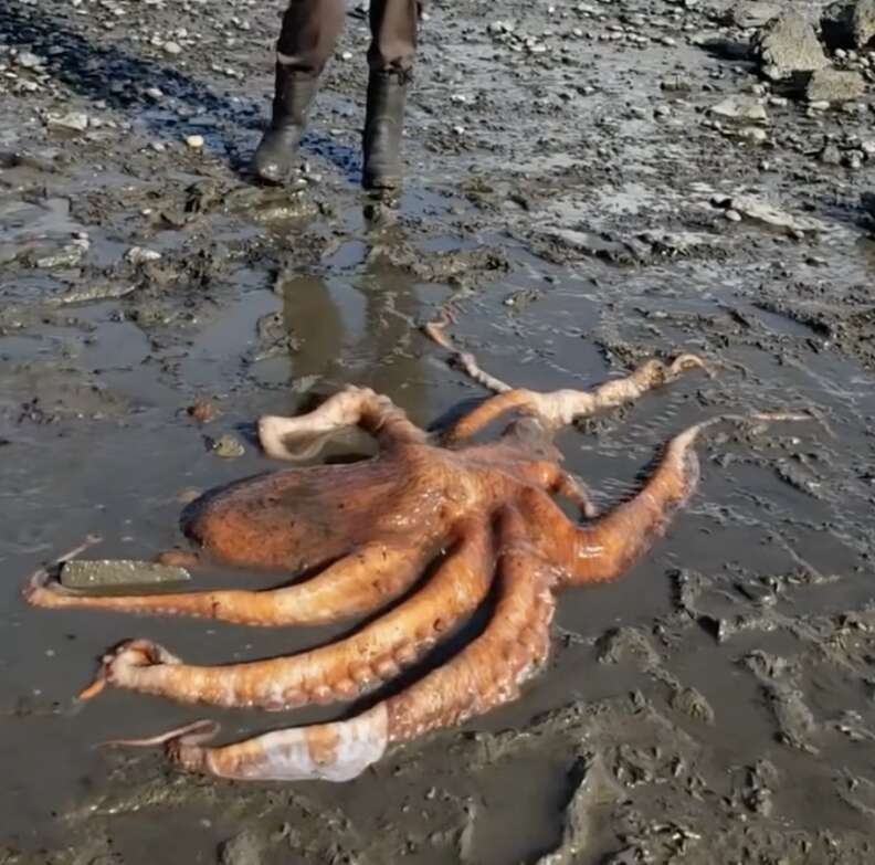 Family Call For Help When They Find World’s Largest Octopus Species Stranded In Mud