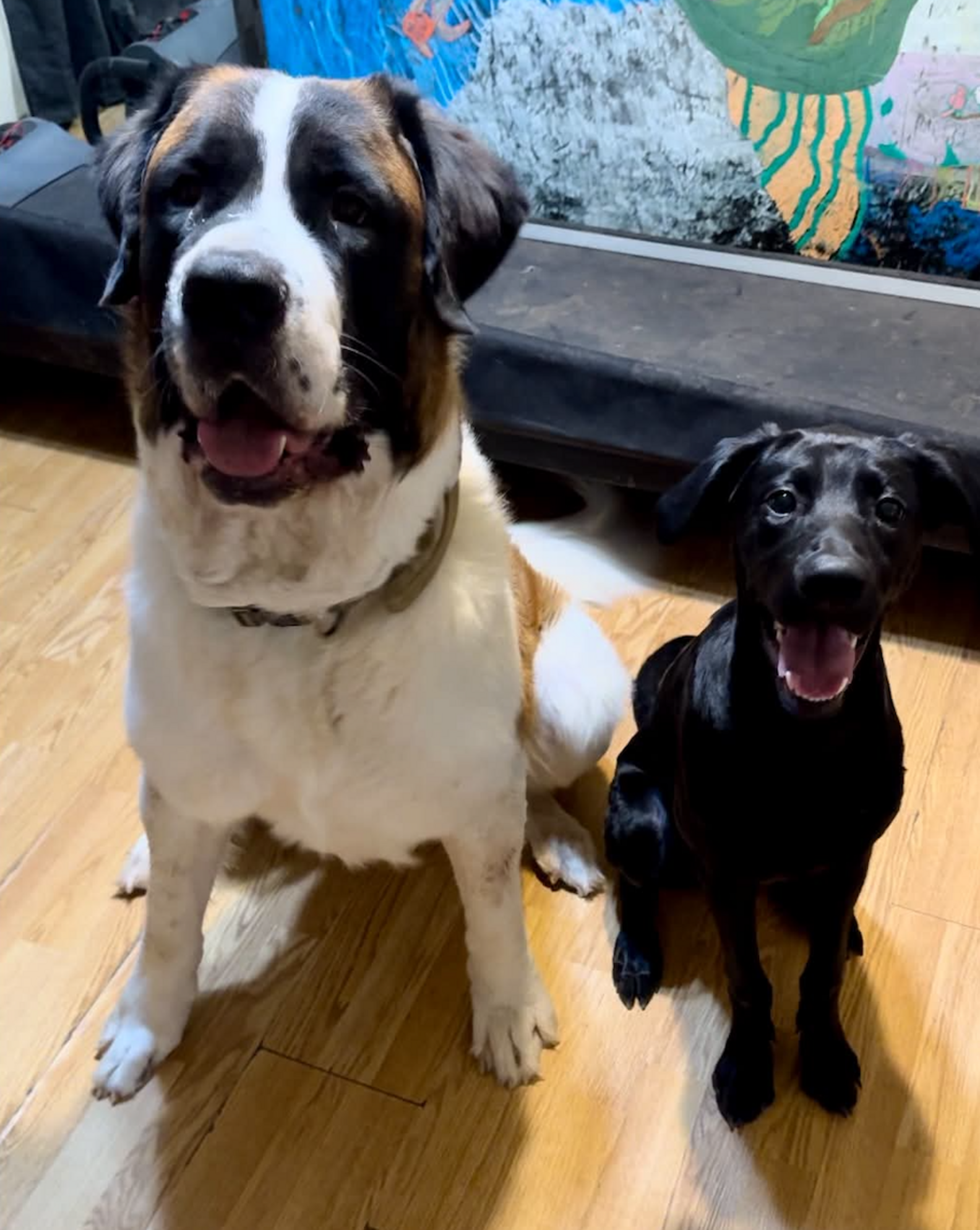 She Thought She Adopted A Labrador Puppy — A DNA Test Revealed His Rare ...