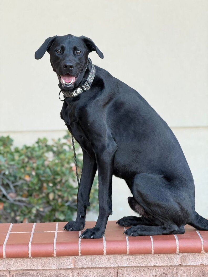 She Thought She Adopted A Labrador Puppy — A DNA Test Revealed His Rare ...