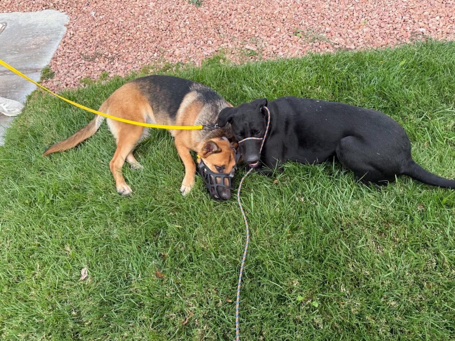 She Thought She Adopted A Labrador Puppy — A DNA Test Revealed His Rare ...