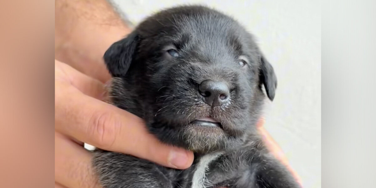 Nobody Expected This Tiny Black Puppy To Grow Into A Color-Changing Giant