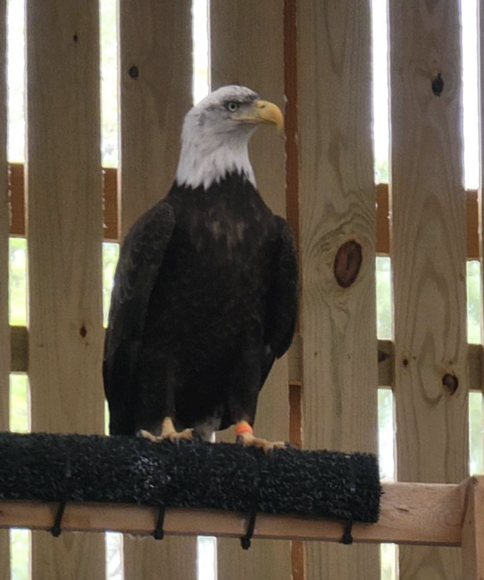 Majestic Bird 'Left For Dead' On Roadside Opens His Eyes — And Sees His ...