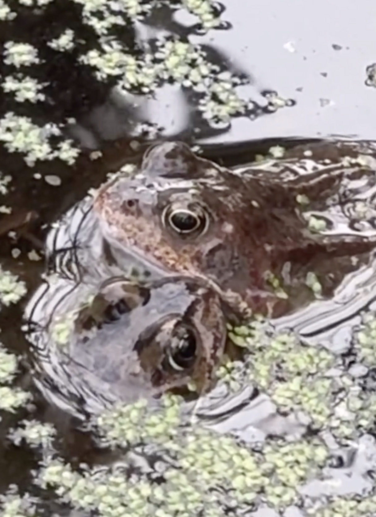 リノベーション後の池周り