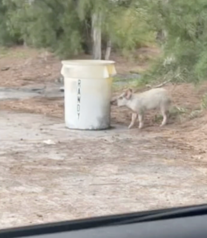 豚🐖