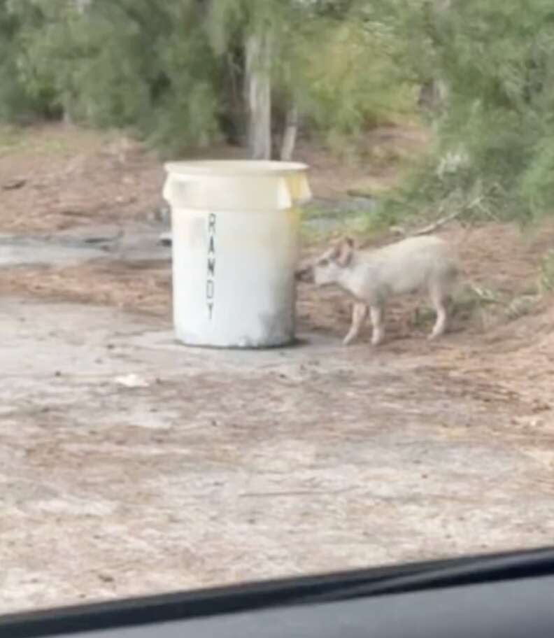 豚🐖