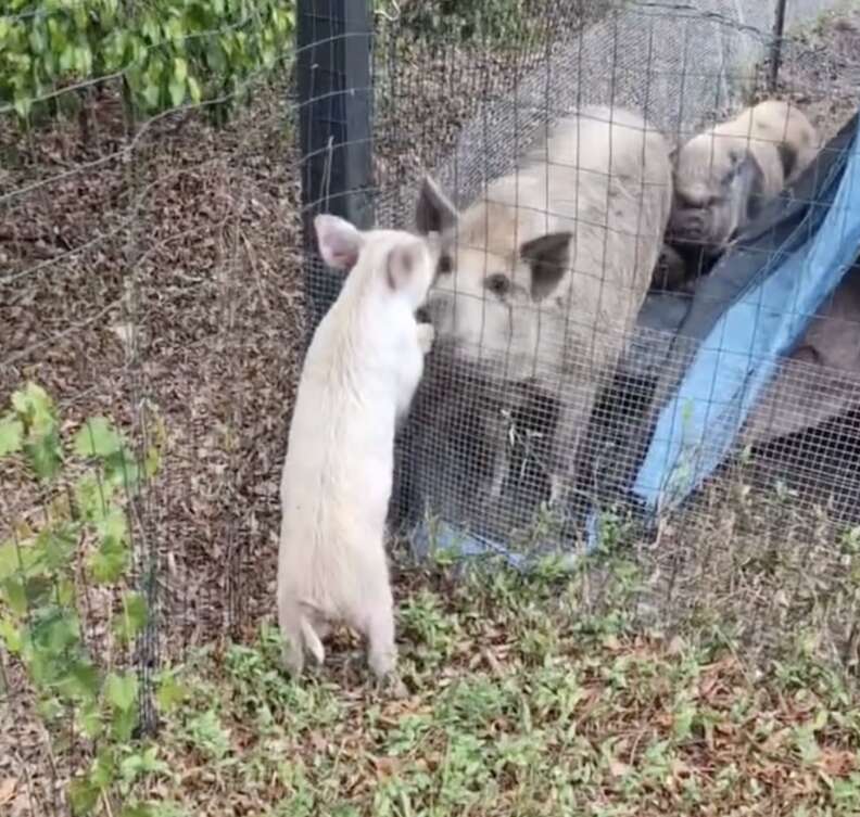 ランディと新しい兄弟たち🐷