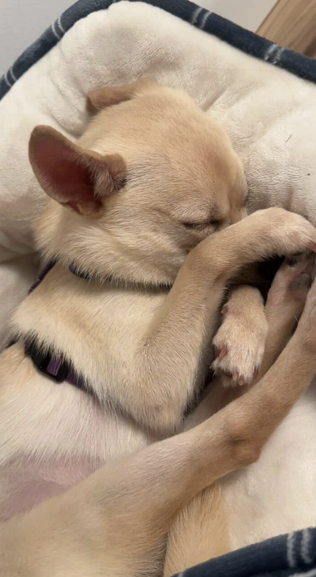 cute dog curled up on bed