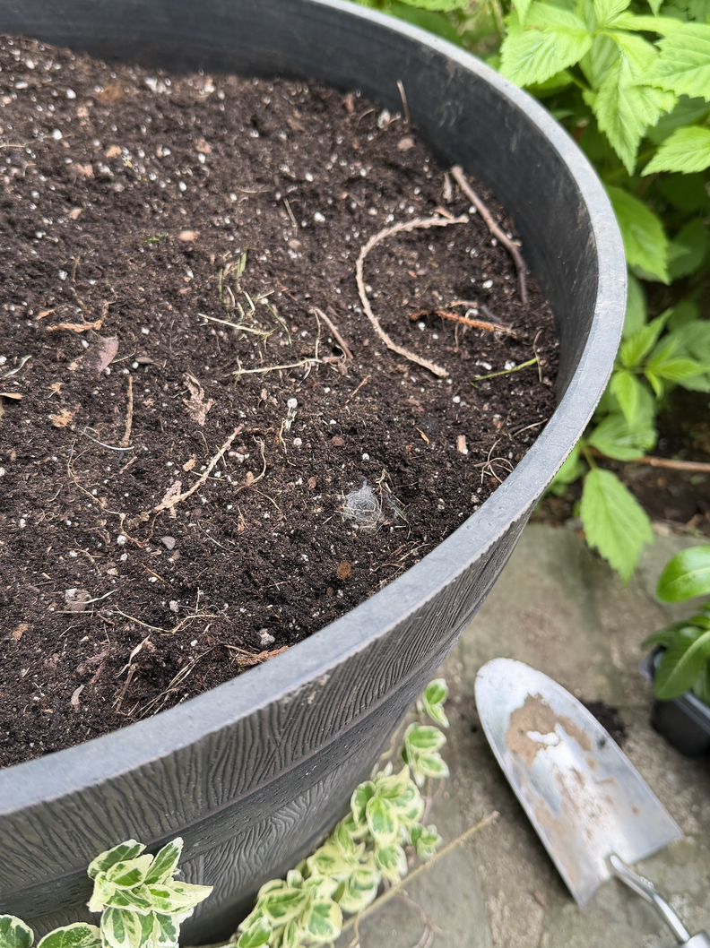 Woman Sees Dirt Moving In Her Flower Pot — Then Tiny Noses Appear