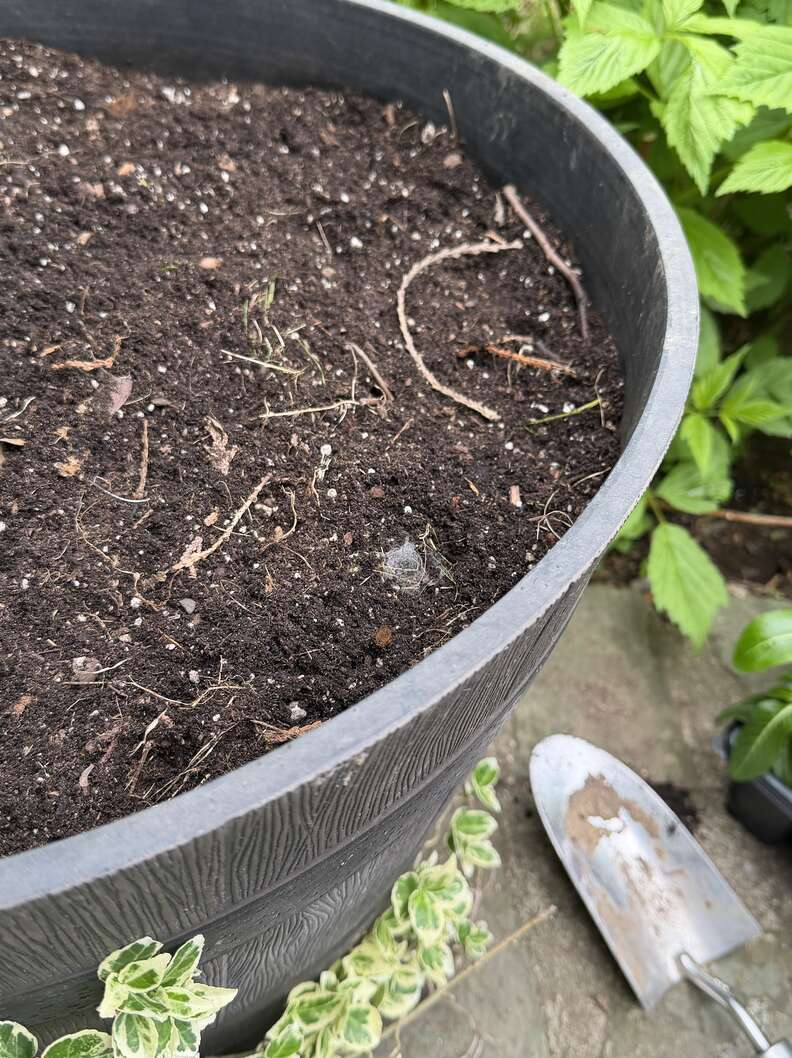 Woman Sees Dirt Moving In Her Flower Pot — Then Tiny Noses Appear