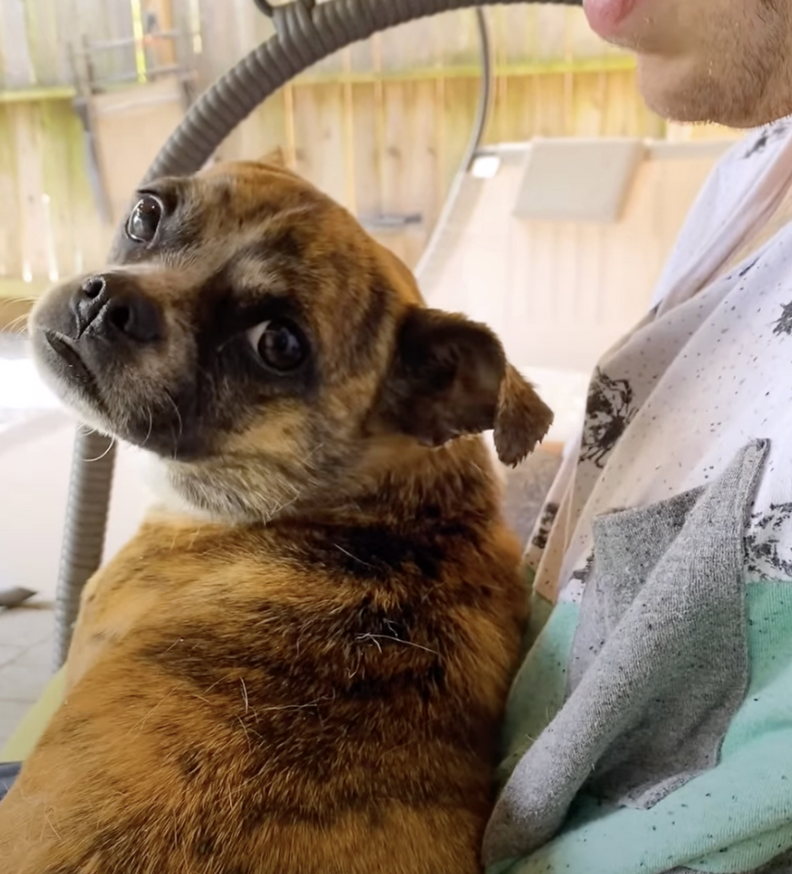 小さな茶色の犬