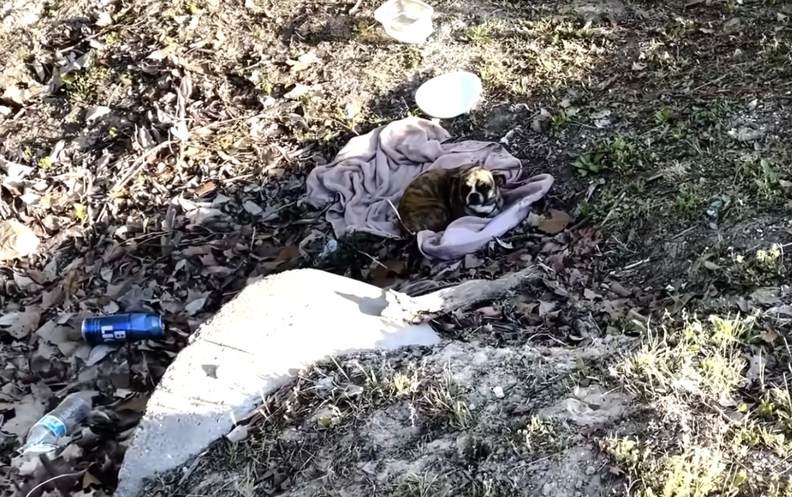 小さな犬