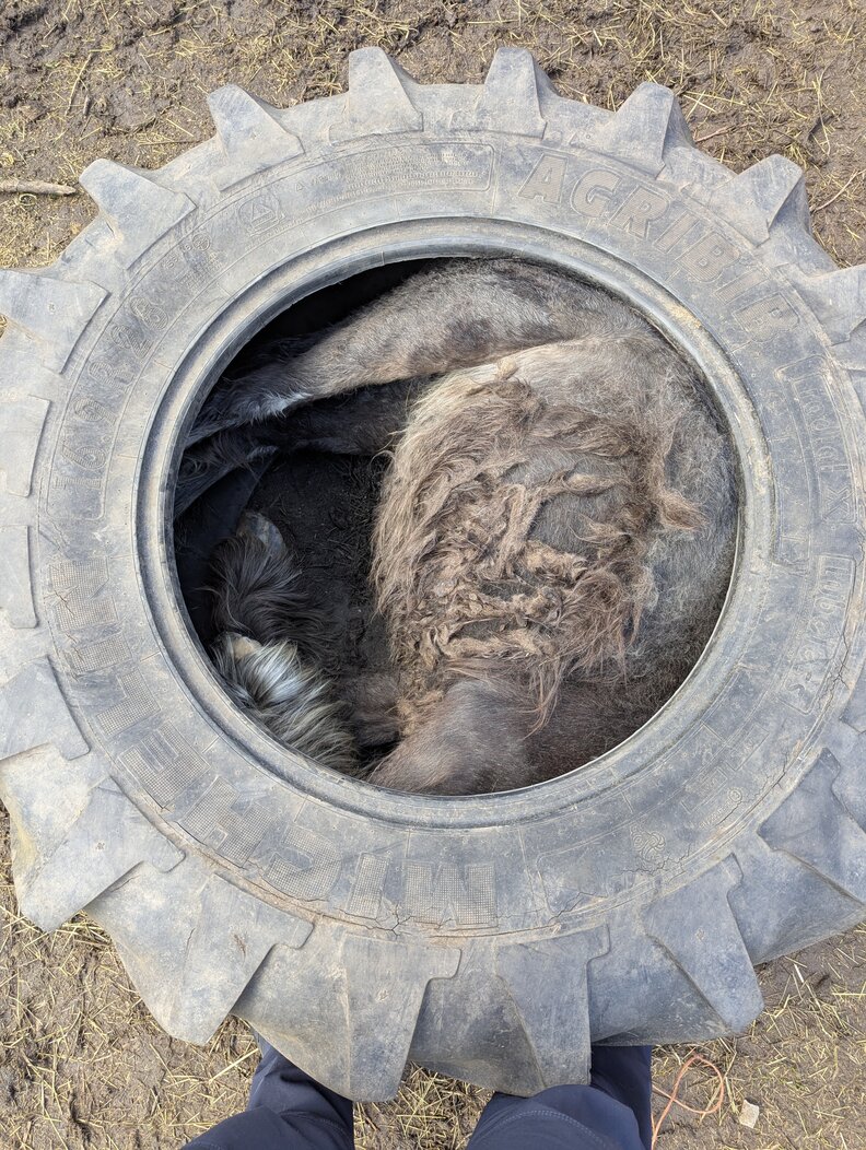 Rescuer Stares In Disbelief After Finding A Pony Stuck Inside A Tire ...