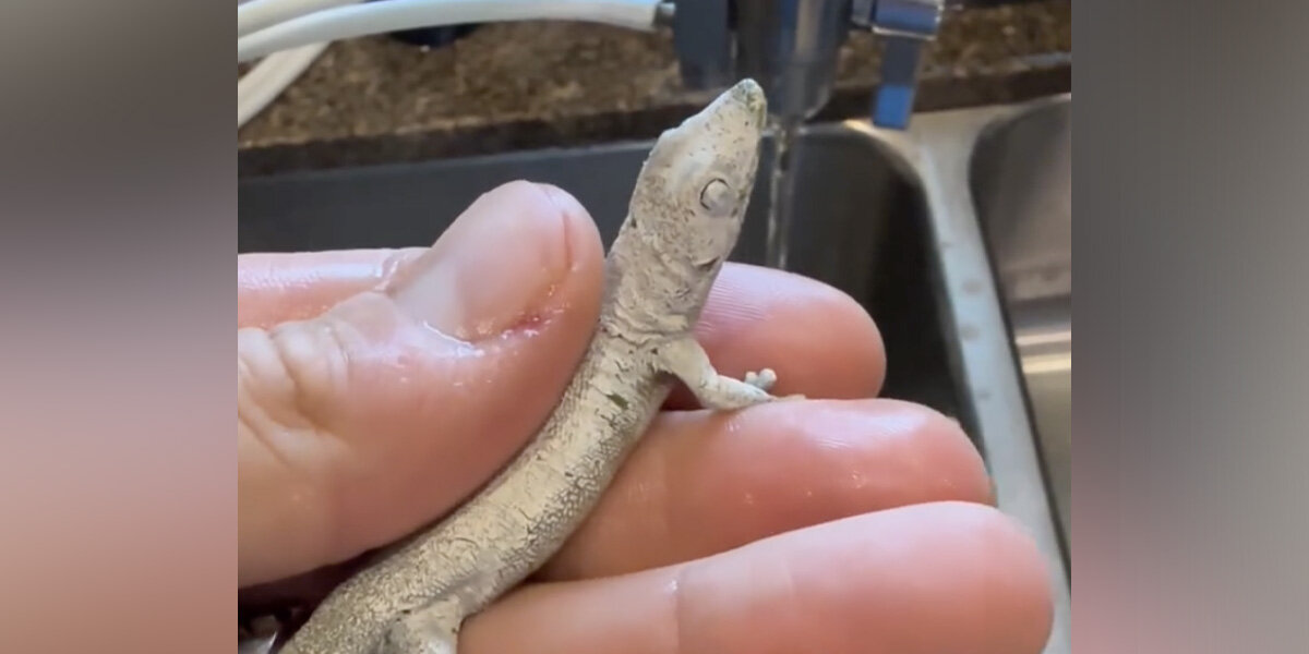 Man Sees An All-White Gecko Frozen In Place — And Realizes What’s Going On