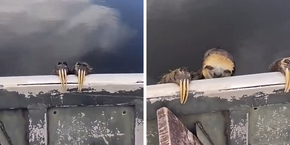 Tour Guide Sees Splashing In The Water – Then Long Claws Hook Onto His Boat