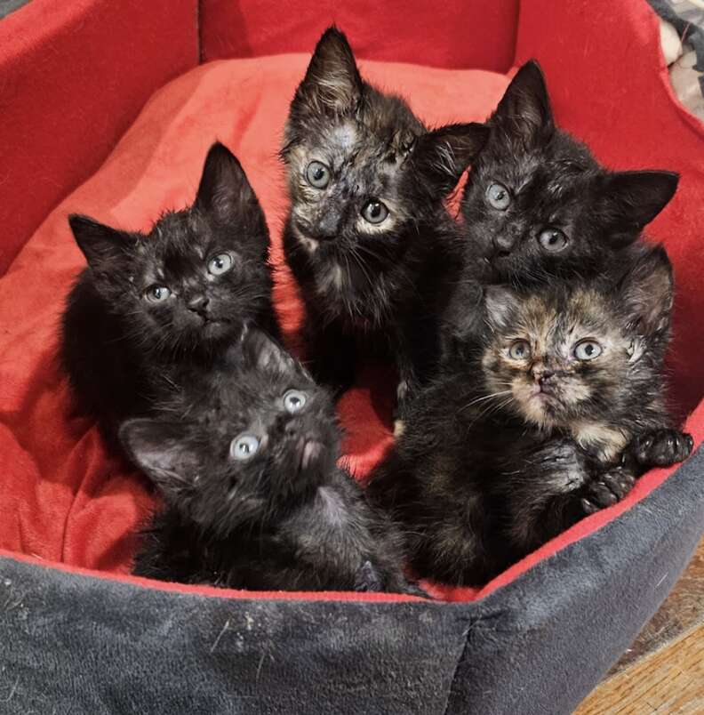 Kittens in need of care