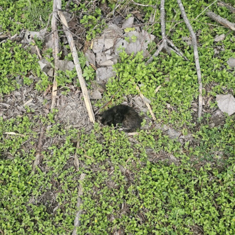 tiny kitten in the grass