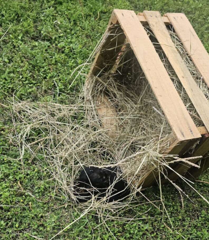 Kittens discovered in the crate
