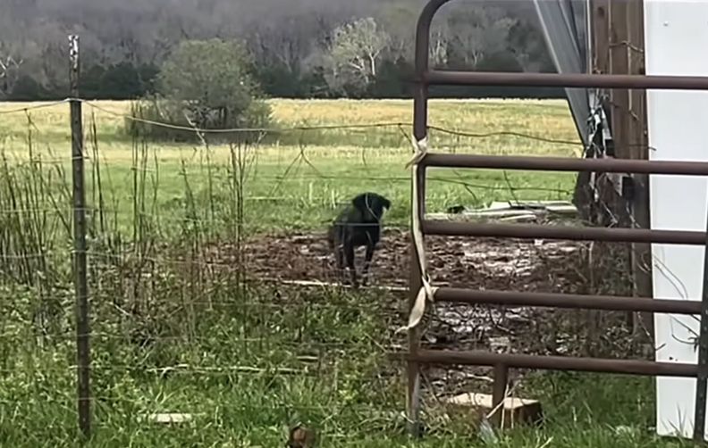 Farmer Spots Mysterious Dog Pacing Near Shed — And Realizes She’s Hiding Something