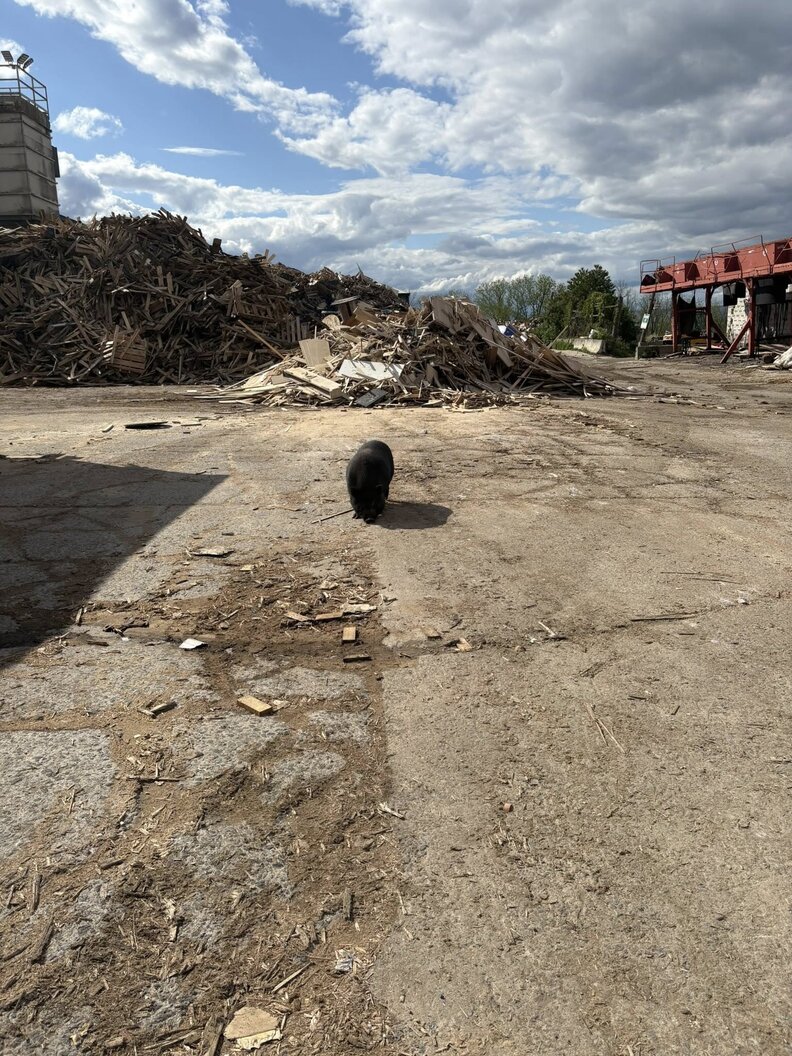 Rescuer Finds Pig Abandoned At Junkyard And Saves Her Life With A Bag ...