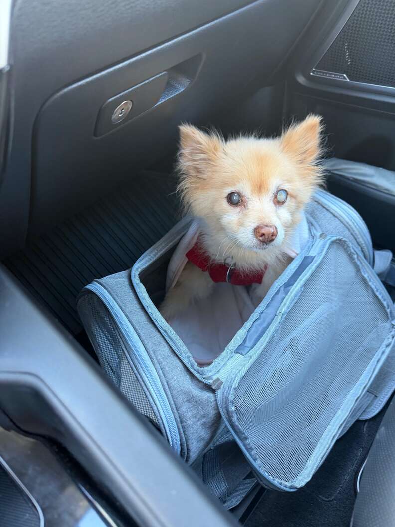 Pomerania de 17 años en un coche