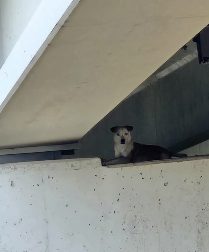犬のトリニティ