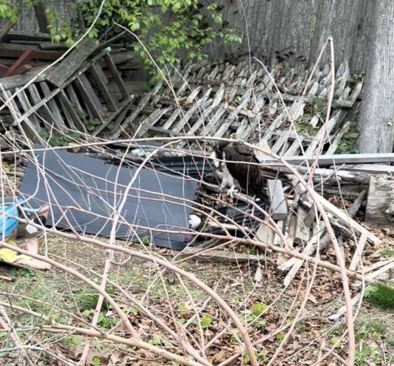 Movement In Woodpile Leads Rescuer To A Huge Bird In Need Of Help
