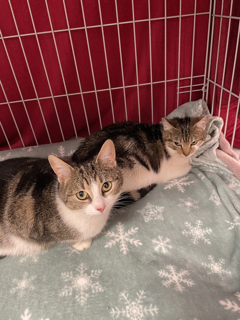 Pregnant cats