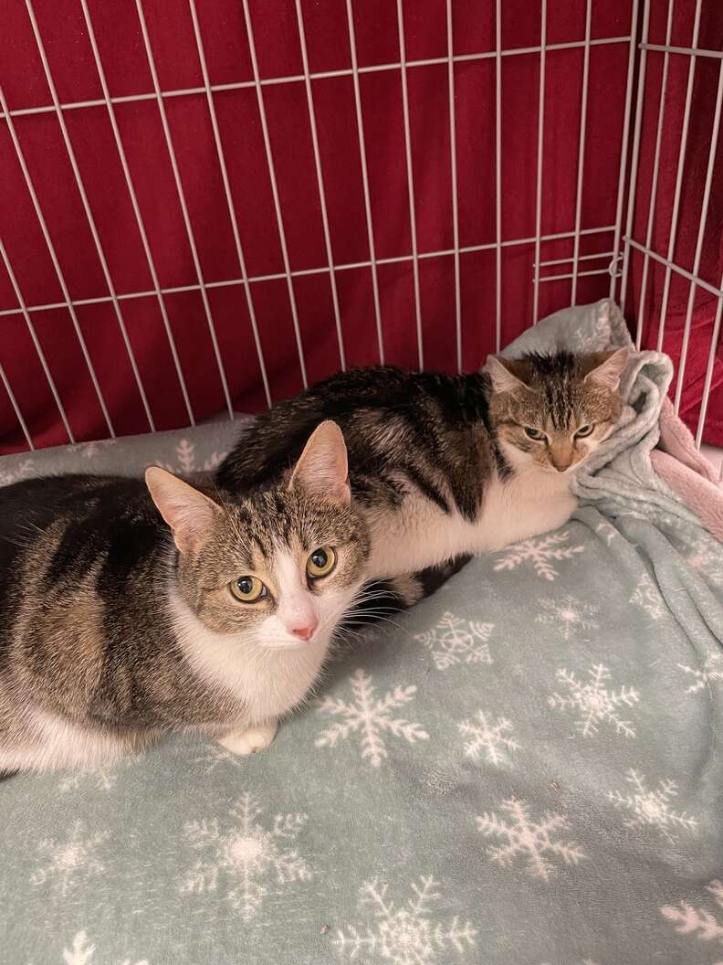 Pregnant adult cats found inside the box